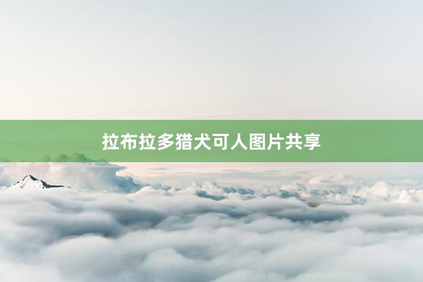 拉布拉多猎犬可人图片共享